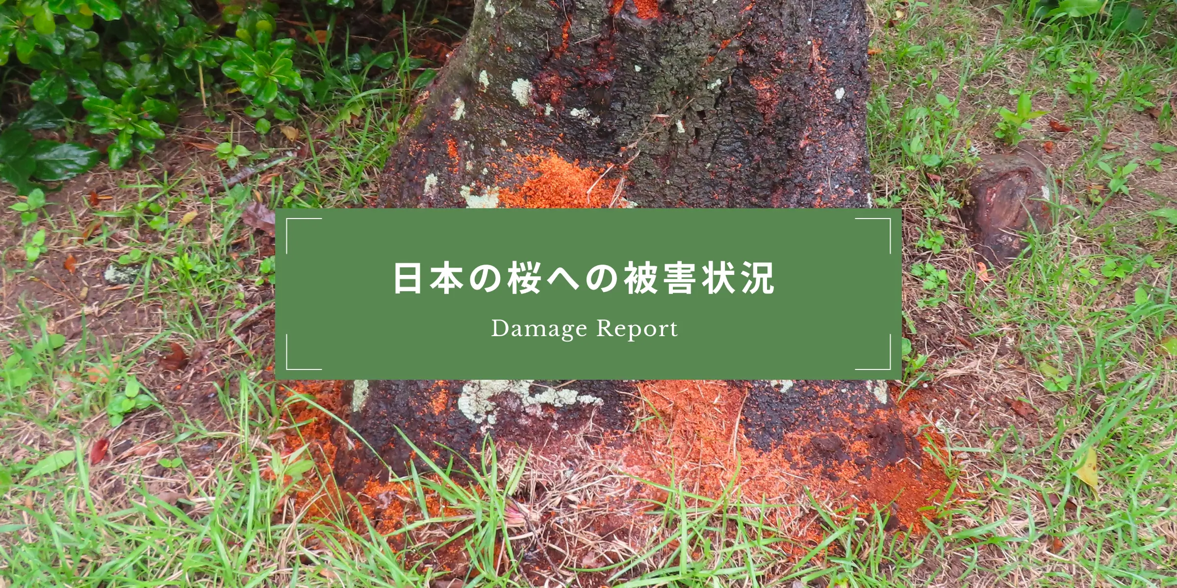 日本の桜への被害状況 Damage Report