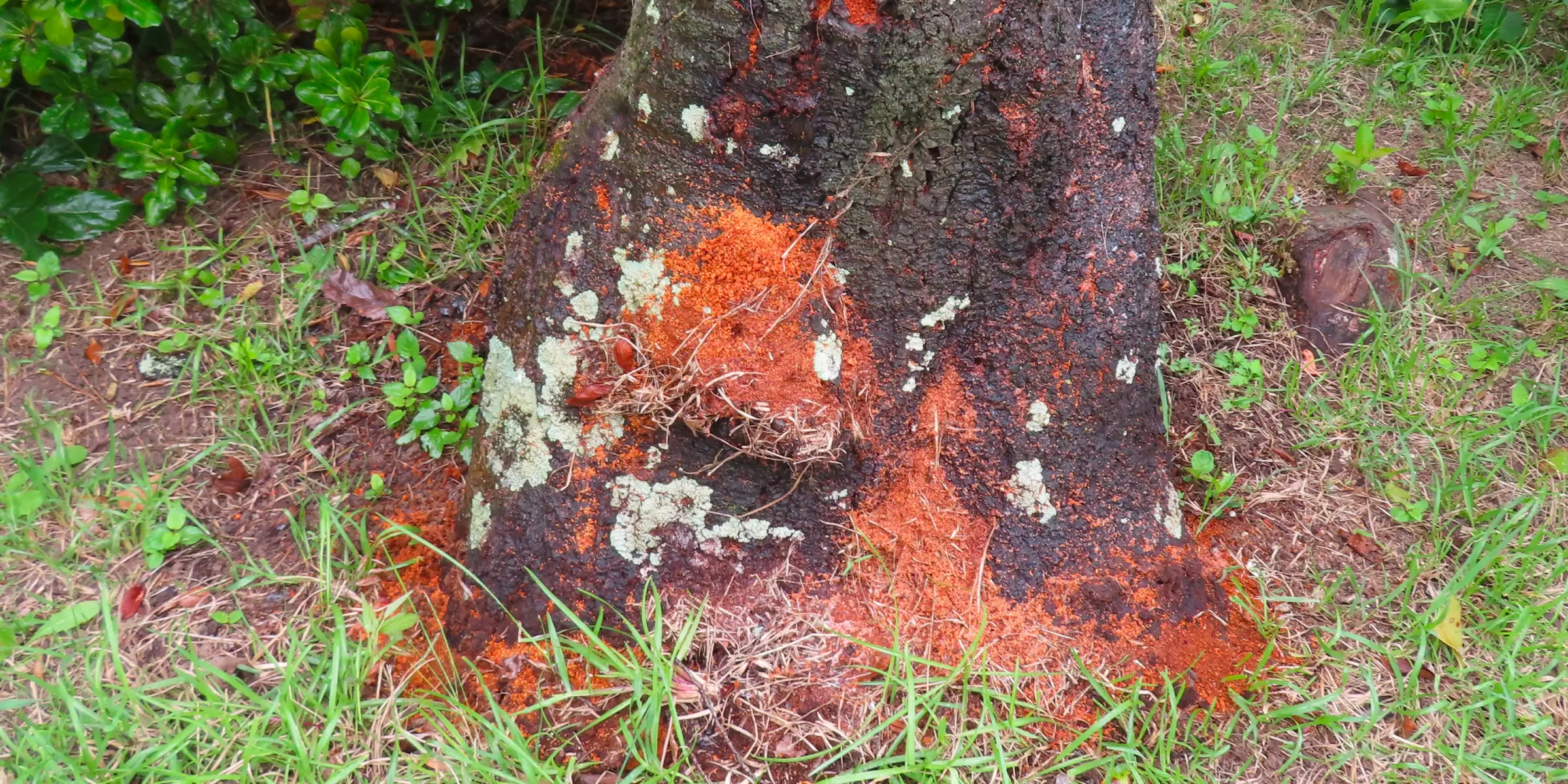 日本の桜への被害状況イメージ