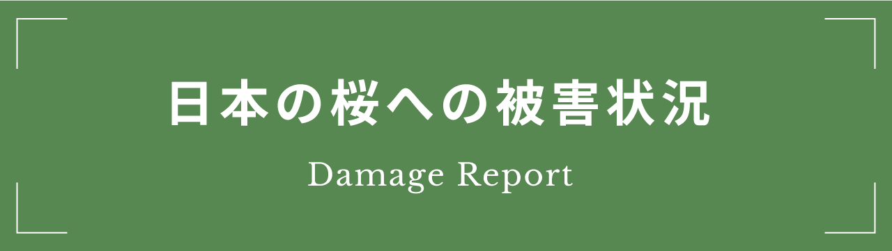 日本の桜への被害状況 Damage Report