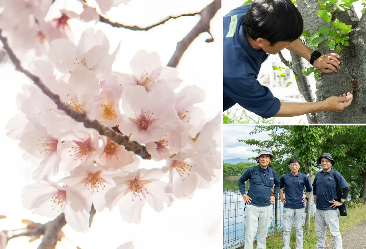 日本の春、美しい桜の風景を未来へ繋ぐために