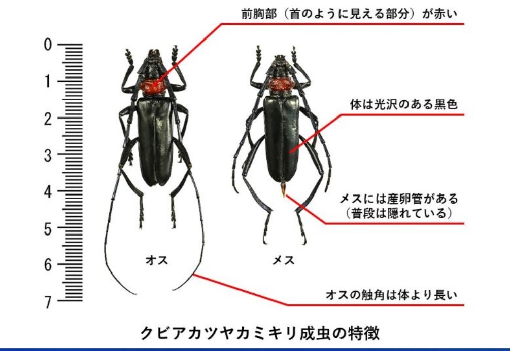 クビアカツヤカミキリ成虫の特徴