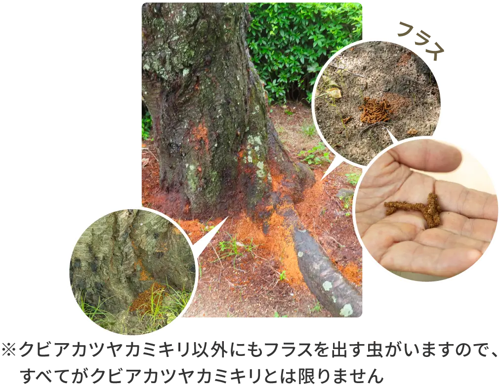 クビアカツヤカミキリのフラス（木くず）の写真