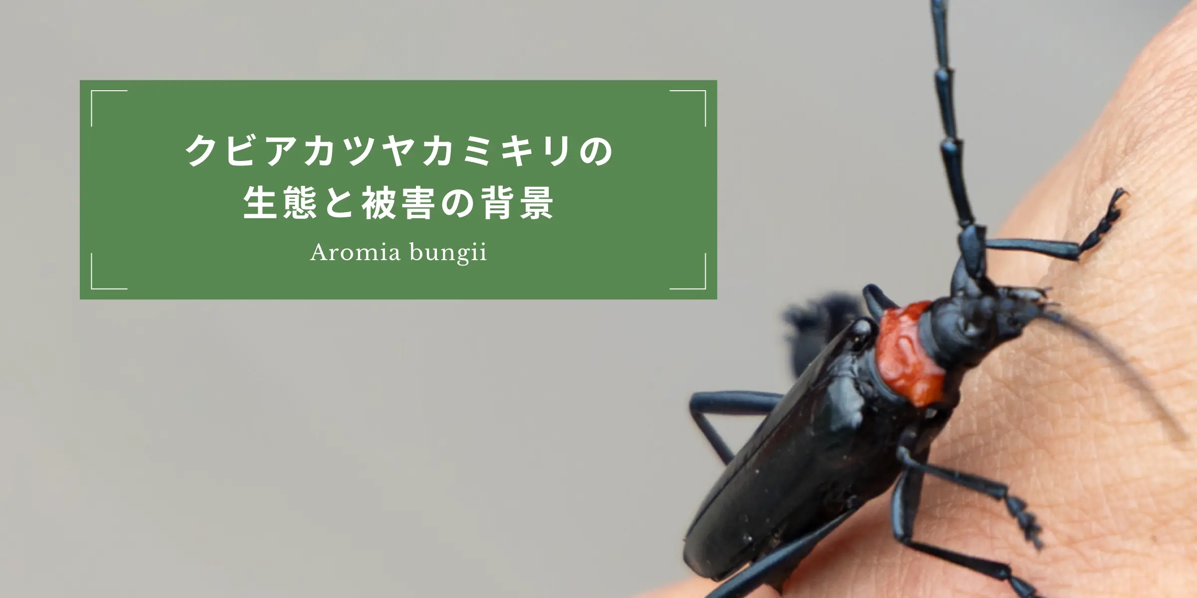 クビアカツヤカミキリの生態と被害の背景 Aromia bungii