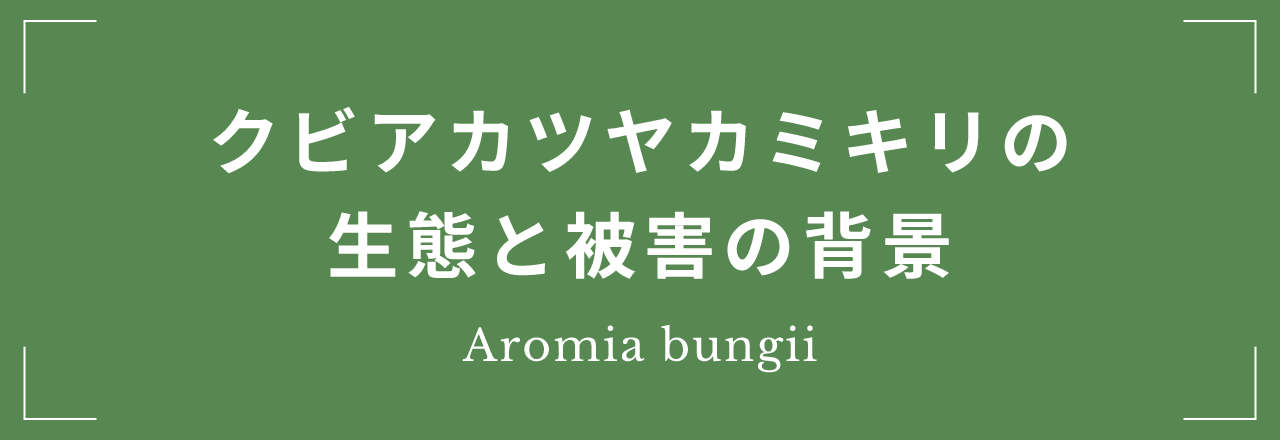 クビアカツヤカミキリの生態と被害の背景 Aromia bungii