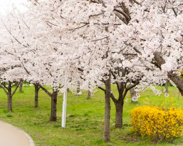 なぜ日本の桜が狙われるのか