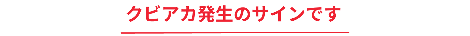 クビアカ発生のサインです