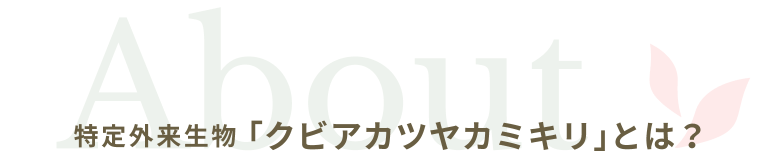 About 特定外来生物「クビアカツヤカミキリ」とは？